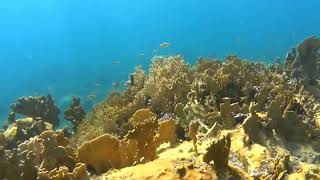 Bruno Aguilar: Carambola beach, St kitts