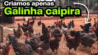 Vale a PENA criar GALINHA DE RAÇA? Ou fico na GALINHA CAIPIRA? | AGROCRIACAO