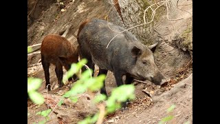 WILD BOARS