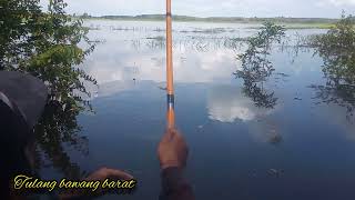 Mancing Nila Di Rawa, nila meletre // part 1