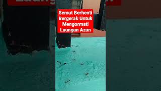 Semut Berhenti Bergerak Ketika Azan Di Laungkan