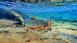 Nymph & Dry Fly Fishing On Tenkara For Brook Trout | Exploring Colorado's High Elevation Streams