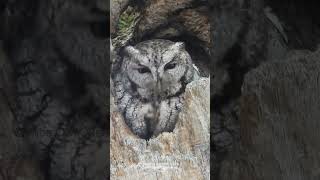 Foot fetish #screechowl  #owls