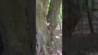 Huge Tree in The Woods