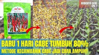 CARA SEMAI BENIH CABAI AGAR CEPAT TUMBUH