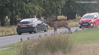 Video: Richmond Park rutting stag attacks a passing car with its antlers