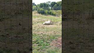 Polar Bear At Yorkshire Wildlife Park