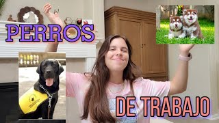 1️⃣ PERROS DE TRABAJO -RAZAS, PROPÓSITO, ORIGEN- 🐶📍