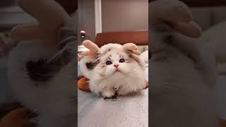 Cute kitten