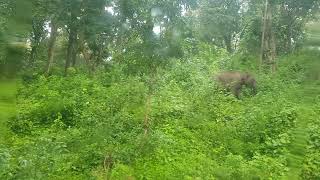 Wild elephants Mudhumalai | Elephants Ooty to Bangalore Highway