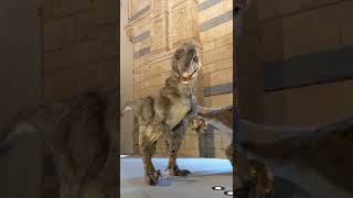 Winged Velociraptor Live