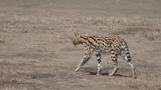 Serval Sighting in the NCA