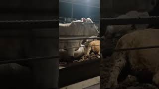 КФХ "Победа" #бычки #bull #charolais