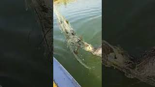 Cormorants Fishing bird steals fish from net