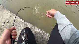 Fishing Videos | a catfish caught with a UL rod