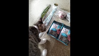 初めてのプレゼントに大喜びの仔猫 Kitten overjoyed with her first present