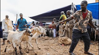 Buying sacrificial animals at a Biggest livestock market in Africa