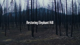 Restoring Elephant Hill [Extended]