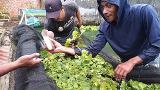 Panen Gurame 37 kg || di kolam kecil belakang rumah