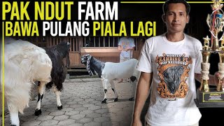 JALUR HOKI & MAKNA KONTESTASI ala Pak Ndut Farm !!! Kambing PE Kaligesing.