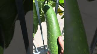 Ash gourds #trending #organic #vegetablegarden #organicvegtables #garden #organicvegetables