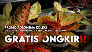 PROMO AGLONEMA KOLEKSI TERBARU GRATIS ONGKIR