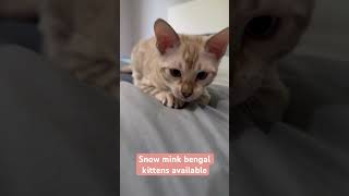 Snow mink bengal kittens available #floridausa #bengalkitten #miami #bocaraton #jacksonville #tampa