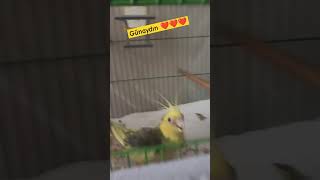 #trending #birds #cockatil #muhabbetkuşu #cockatel #coctailbird #smartphone #cockatielbird