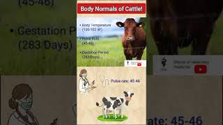 Body Normals of cattle!