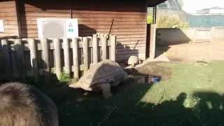 BLACKPOOL ZOO TURTLES