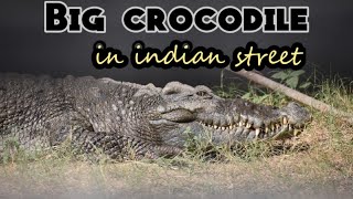 Big crocodile | in Indian street | Crocodile walking in streets | crocodile | ssmartadvisor