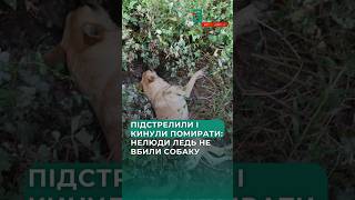 😡‼️Догхантери у Білій Церкві: собаку ледь не вбили з пневматичної гвинтівки