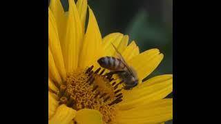 honey bee on beautiful flower      #shorts