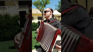 Libiamo nè lieti calici (G. Verdi) - Domenico TUNNO (Accordion). Short Video #domenicotunno