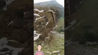 Wild Snow Leopard On Very High Mountain In Snow