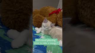 Calvin the Ragdoll kitty #ragdolls #kittycat #catlover y