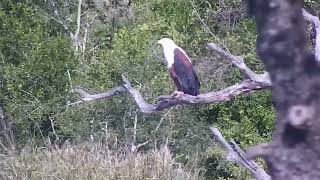 Djuma: Fish Eagle - 15:30 - 11/16/2023