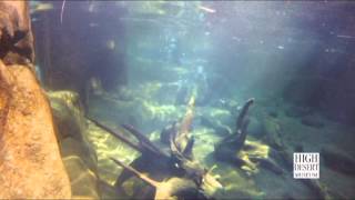 River Otters at the High Desert Museum in Bend, OR