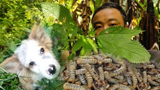 Cooking Stinging Nettles and wood worm with my partner Toby who got lost in the Jungle .