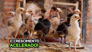 Dicas de Criação: Separei os Pontinhos das Galinhas Mães!🐓