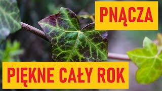 Pnącza wieloletnie zimozielone. Zdobią ogród cały rok!