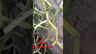 #నల్లేరు#medicinal plant #youtube shorts