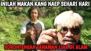 MAKANAN SEHARI HARI KANG NAEP RORONTENGAN TANAMAN LIAR DI HUTAN‼️WAJIB COBA GAESS