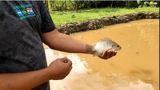 NAO PRECISA DE MUITA COISA PARA SER FELIZ (PESCARIA NA MINHA LAGOA)