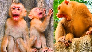 Help me...!!! Tiny baby monkey Jovi s-careming & very s-care Father TOM A-ttack when she stay alone