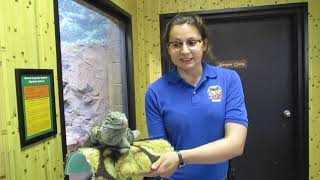 Bringing the Zoo to You - Grand Cayman Blue Iguana