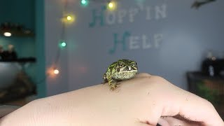 Meet Bucky! | Froggy Friday #17