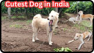 Best dogs playing at farm in india || Discover the Cutest Dog in the World Right Now