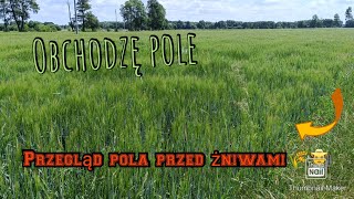 Obchodzę pole obsiane jęczmieniem🌾 | Przegląd pola przed żniwami 👨‍🌾