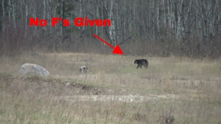 Black Bear Shows Up At Shooting Range